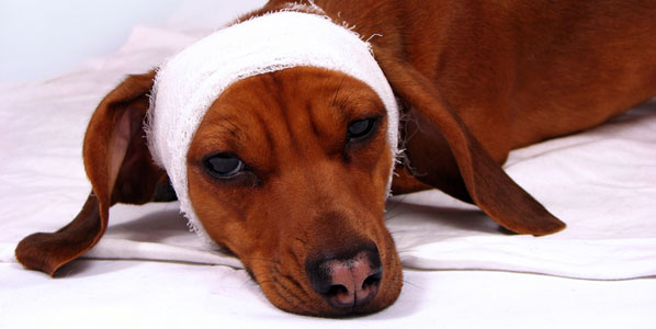 dog with head bandage to look sick